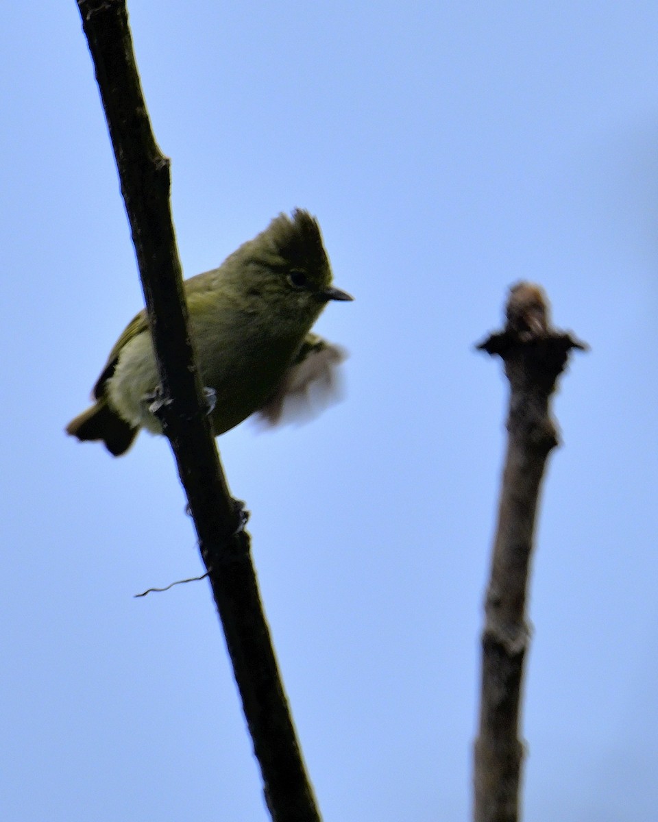 Yellow-browed Tit - ML618473167