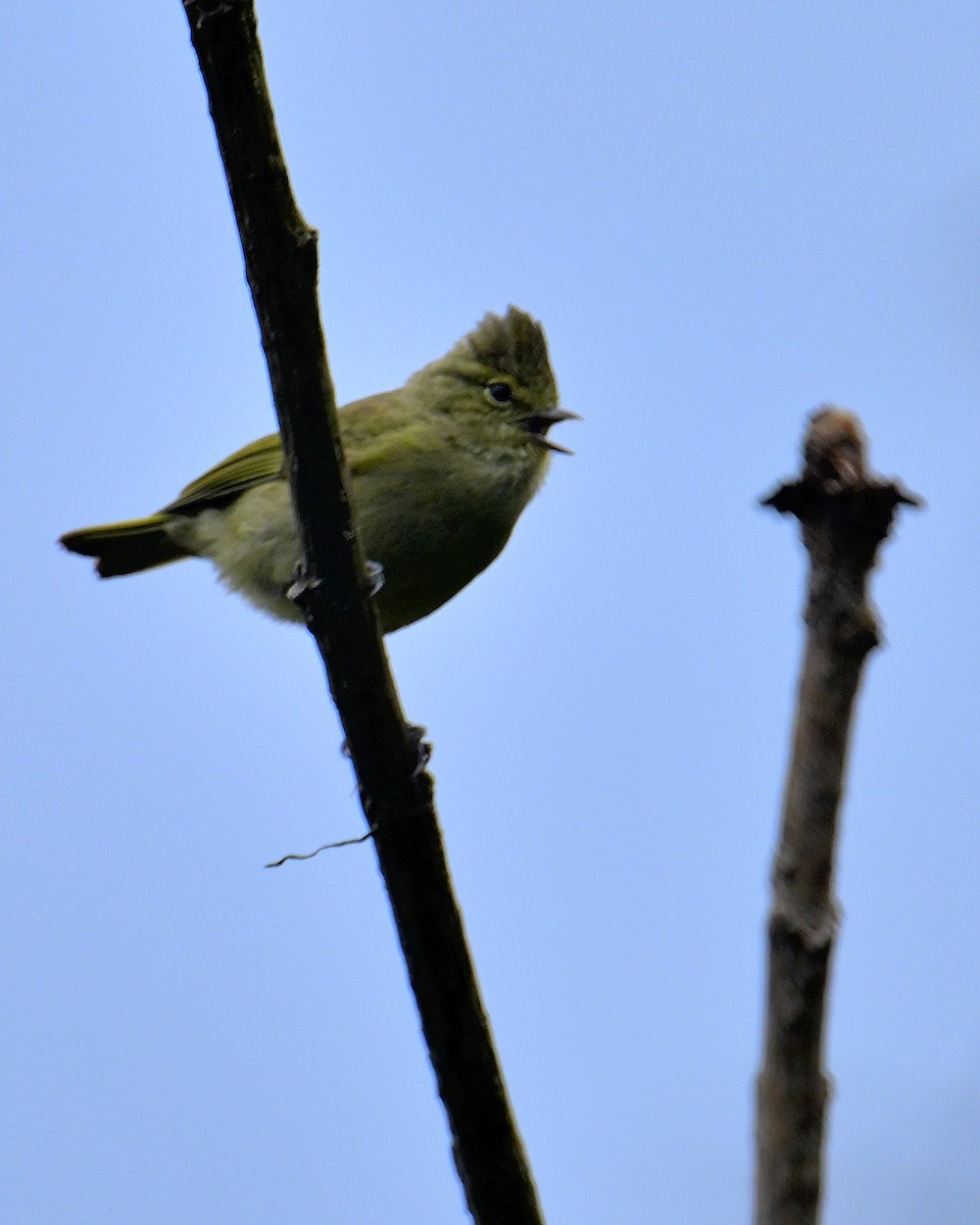 Yellow-browed Tit - ML618473168
