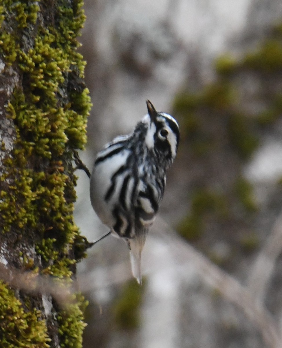 Black-and-white Warbler - ML618473180