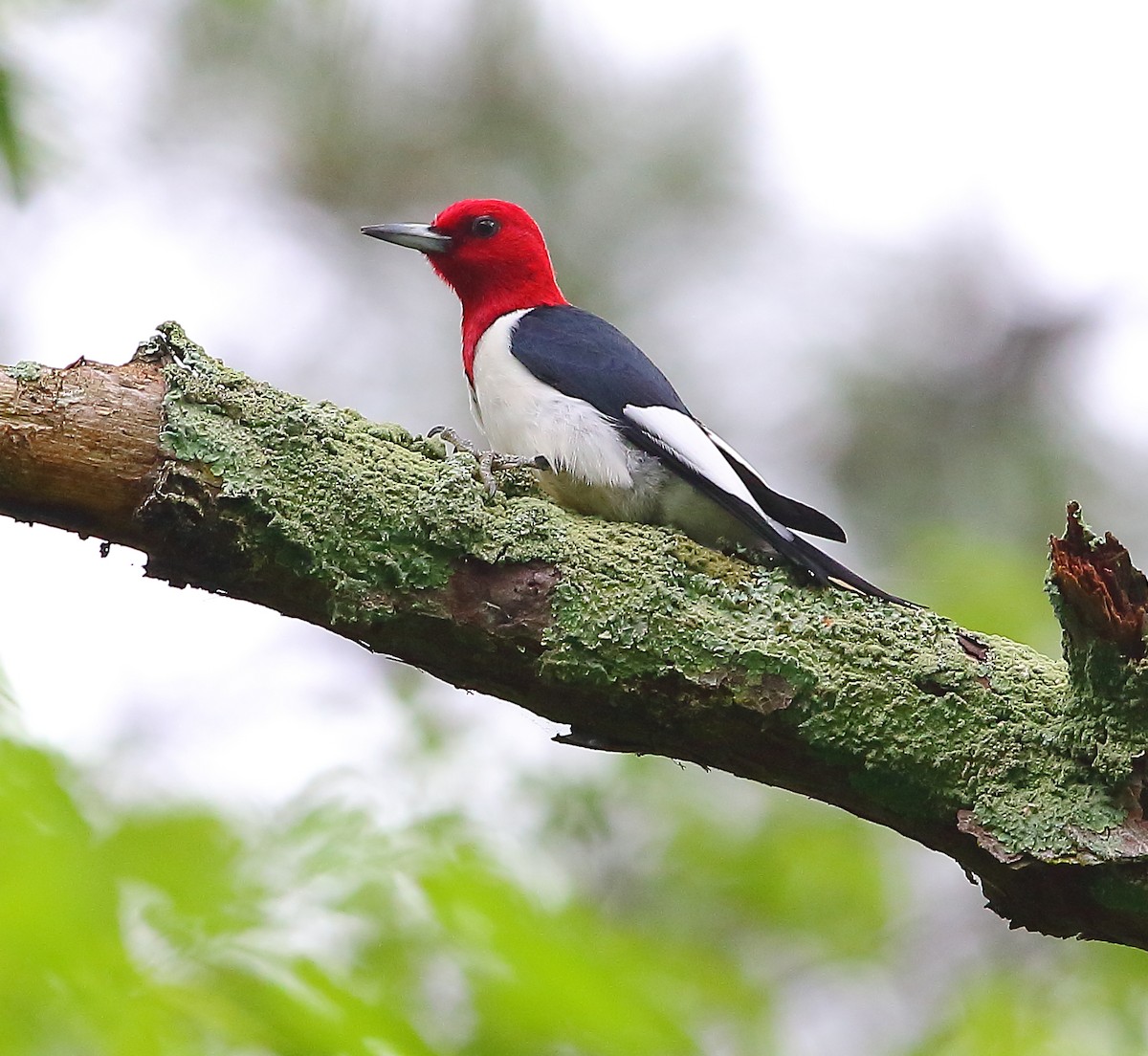 Red-headed Woodpecker - ML618473184