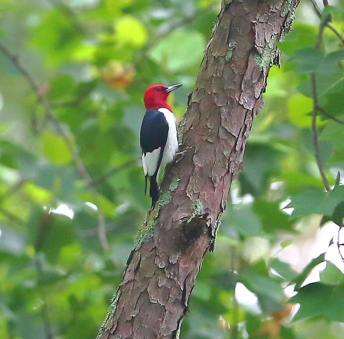 Red-headed Woodpecker - ML618473185