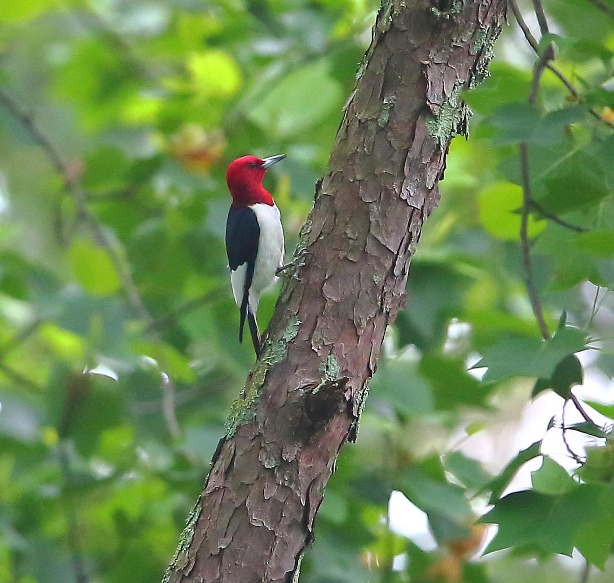 Red-headed Woodpecker - ML618473186