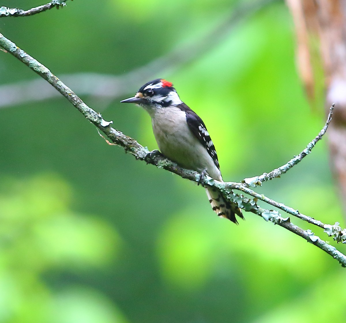 Downy Woodpecker - Bala Chennupati