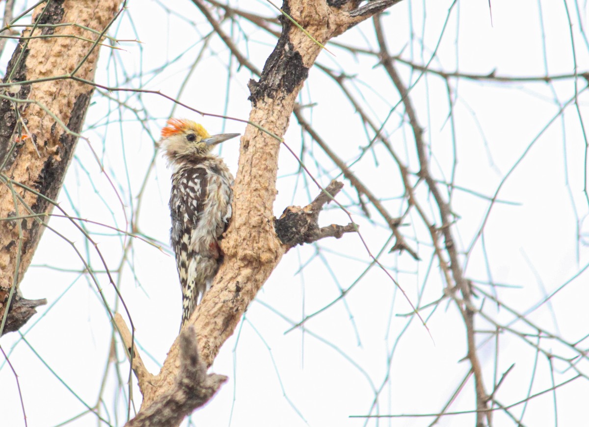 Yellow-crowned Woodpecker - ML618473215