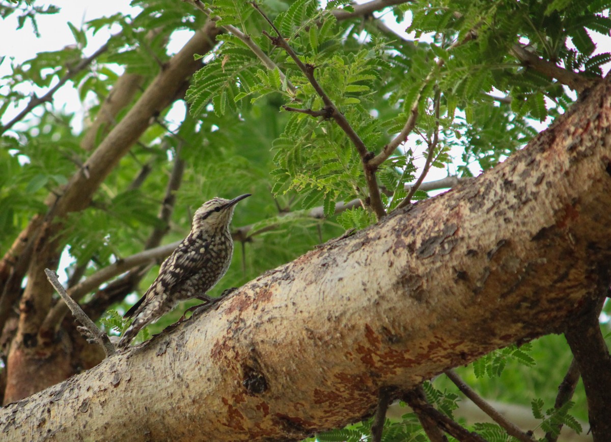 Indian Spotted Creeper - ML618473226