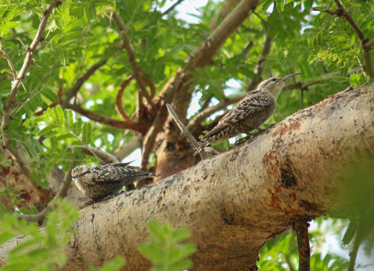 Indian Spotted Creeper - ML618473227