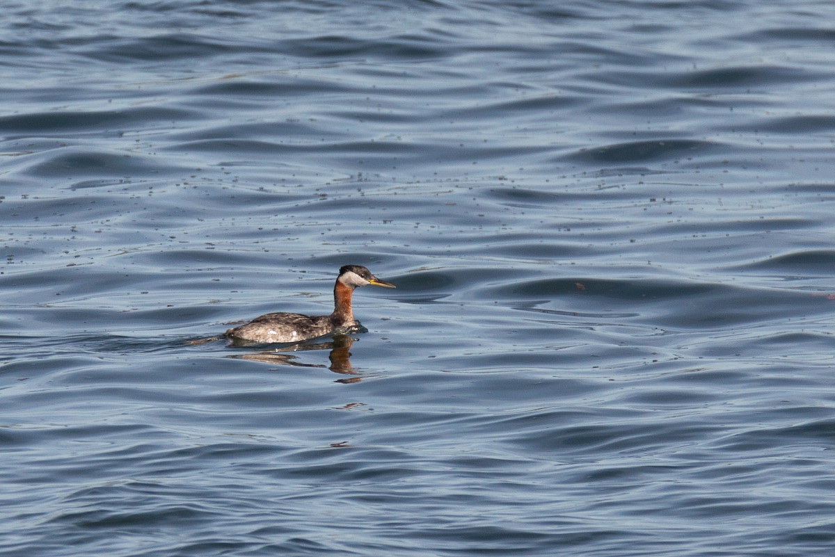 Red-necked Grebe - ML618473234