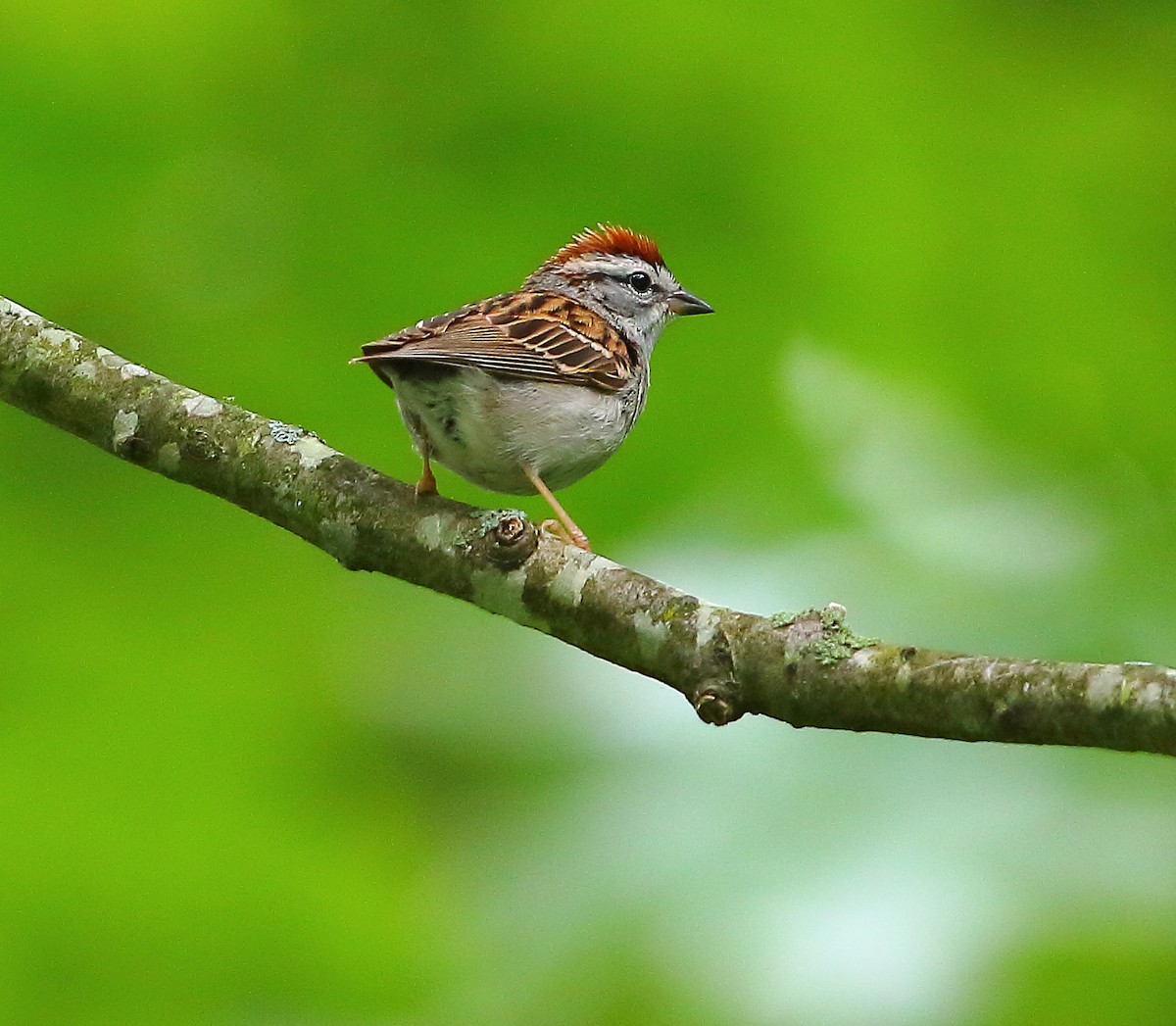 Chipping Sparrow - ML618473239