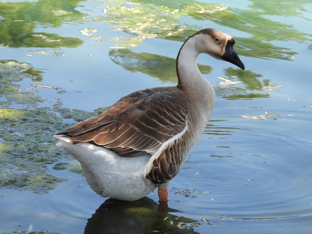 Swan Goose (Domestic type) - ML618473240