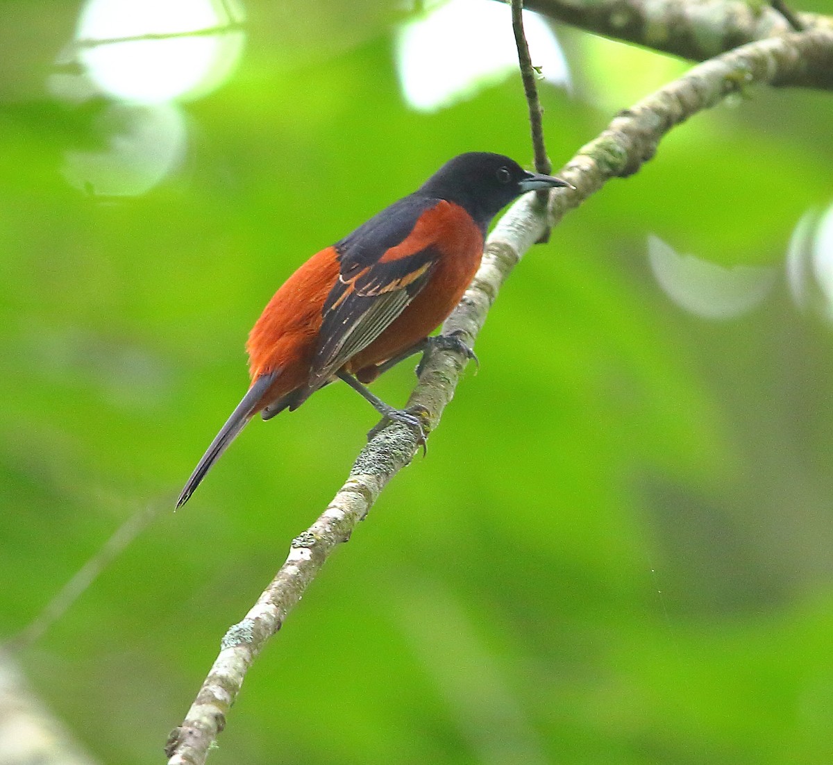 Orchard Oriole - ML618473254