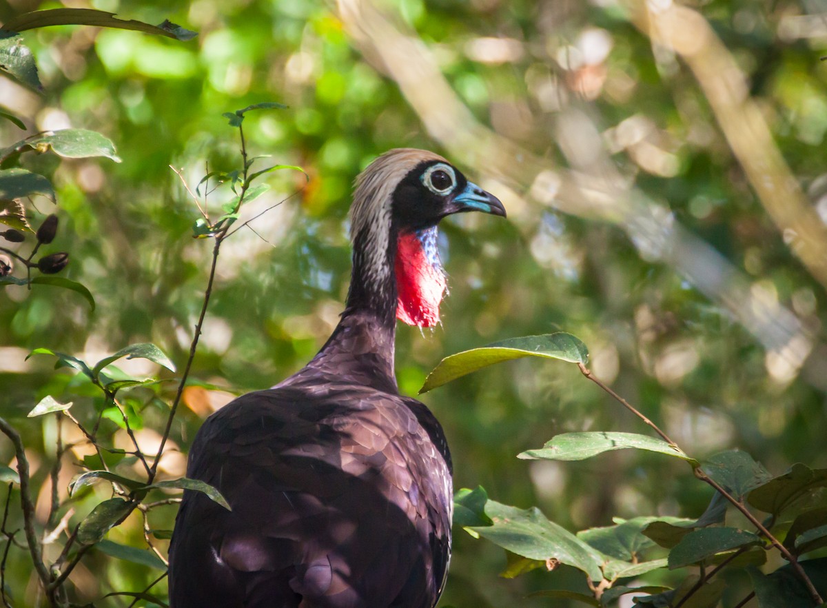 Black-fronted Piping-Guan - ML618473273