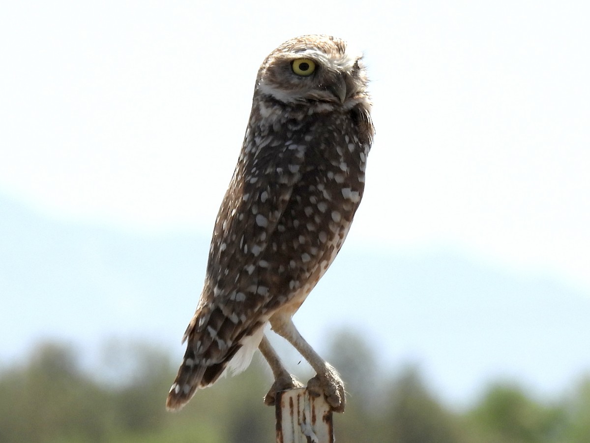 Burrowing Owl - ML618473274