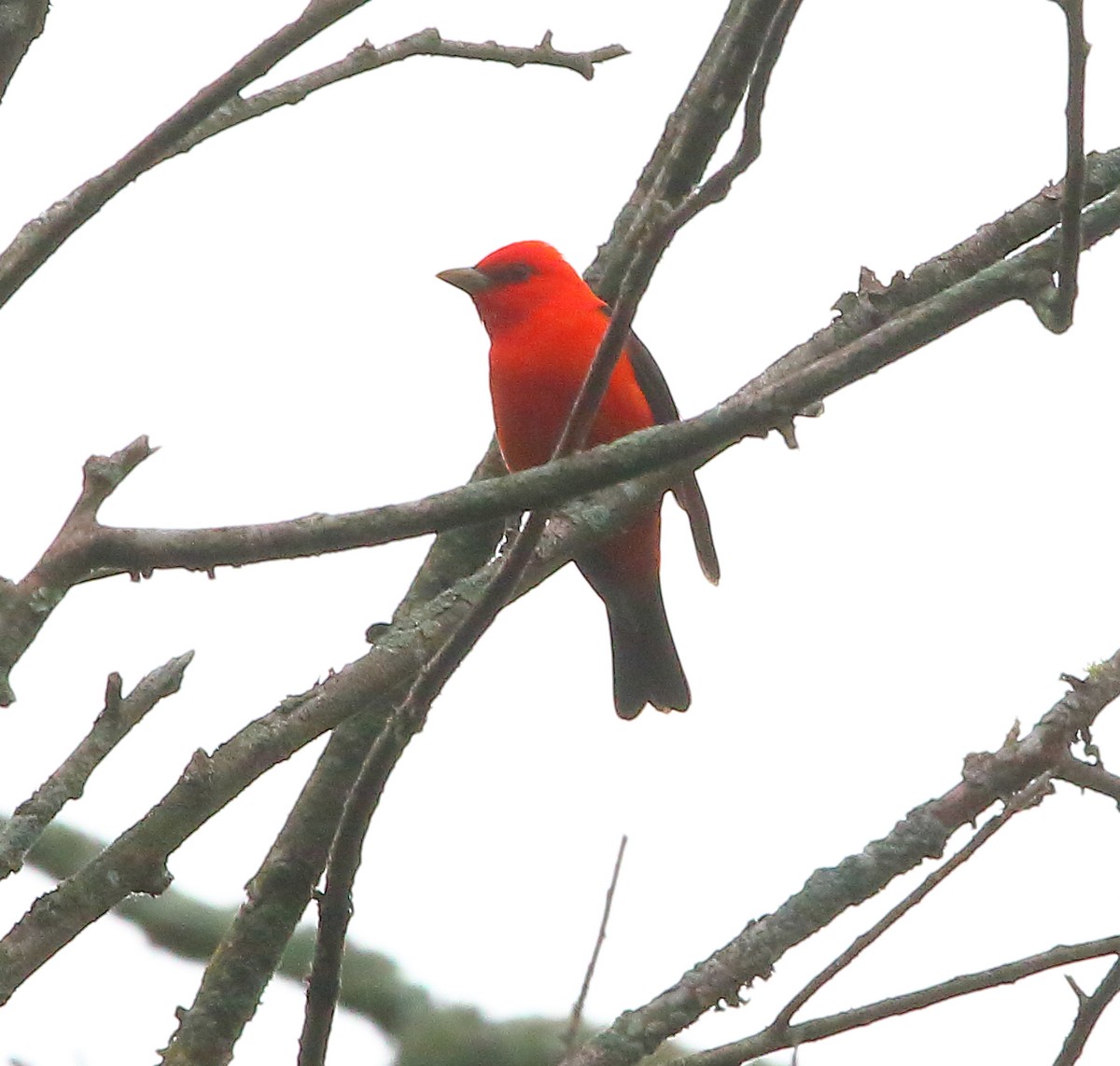 Scarlet Tanager - ML618473299