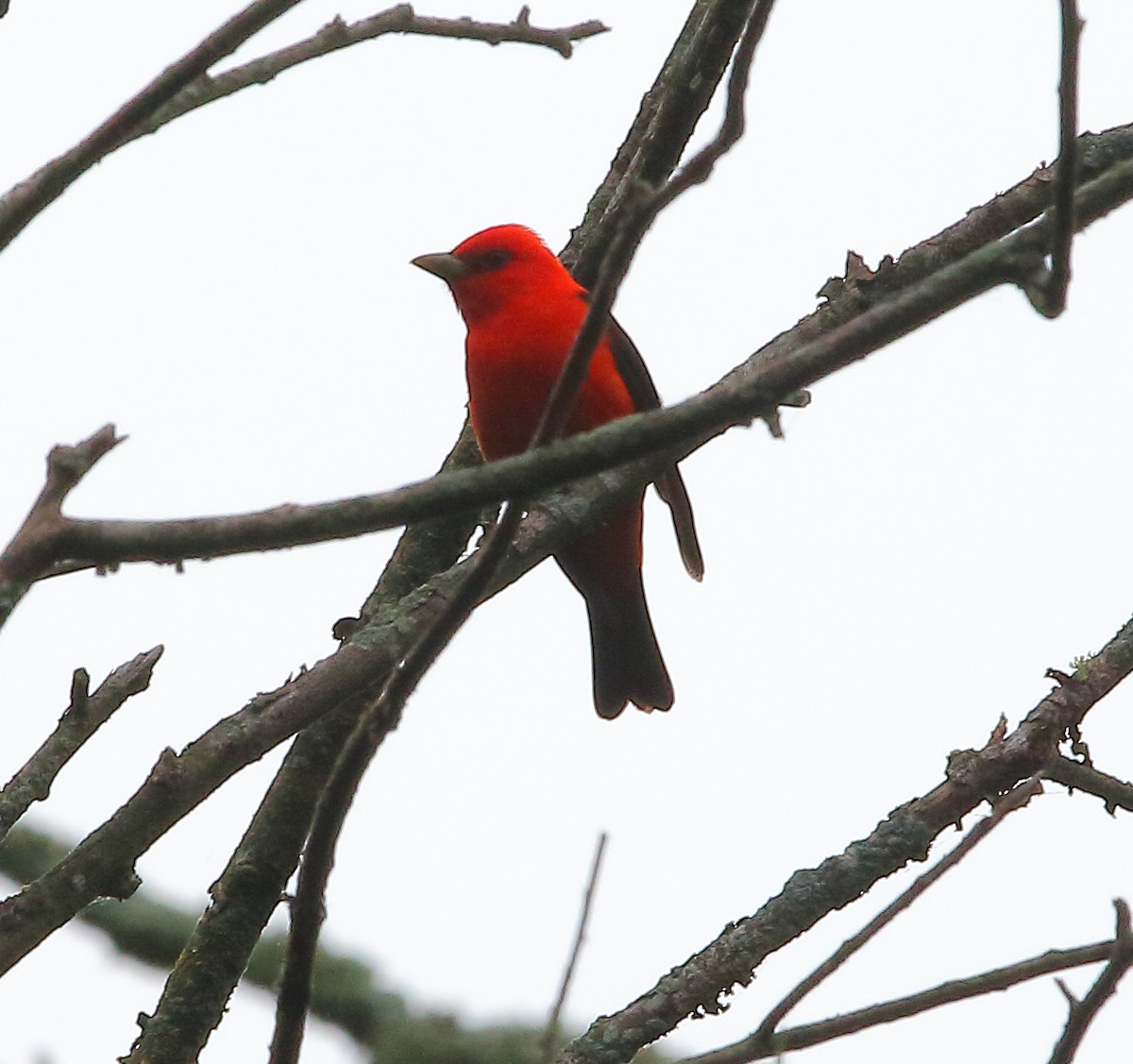 Scarlet Tanager - ML618473300