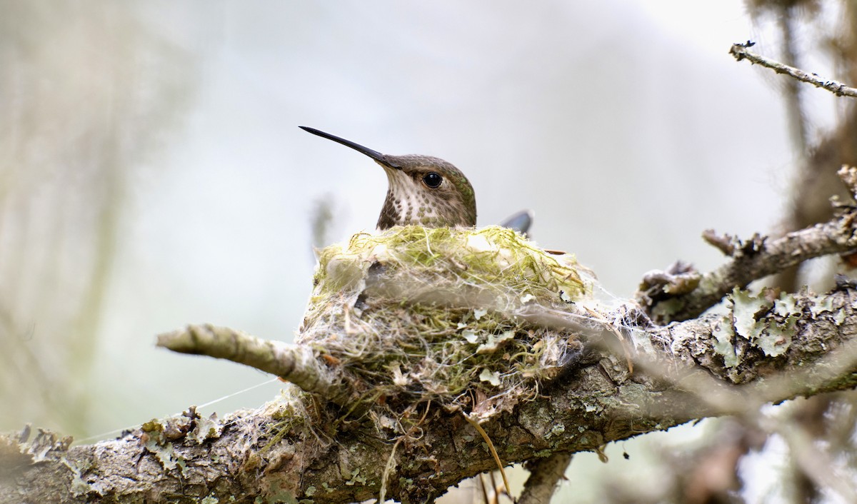 Anna's Hummingbird - ML618473305