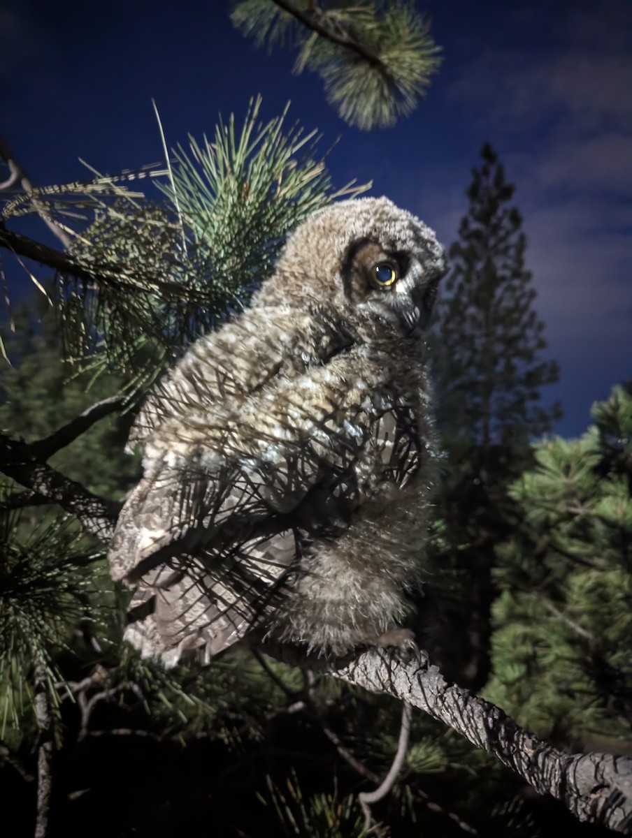 Great Horned Owl - ML618473307