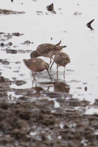 Long-billed Dowitcher - ML618473318