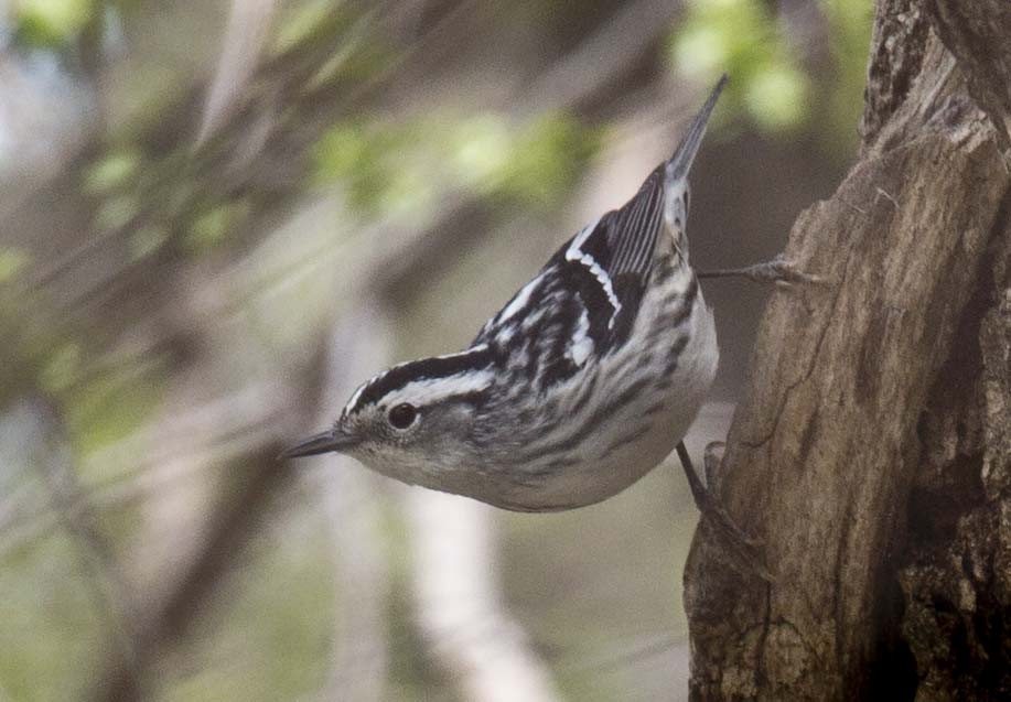 Black-and-white Warbler - ML618473345