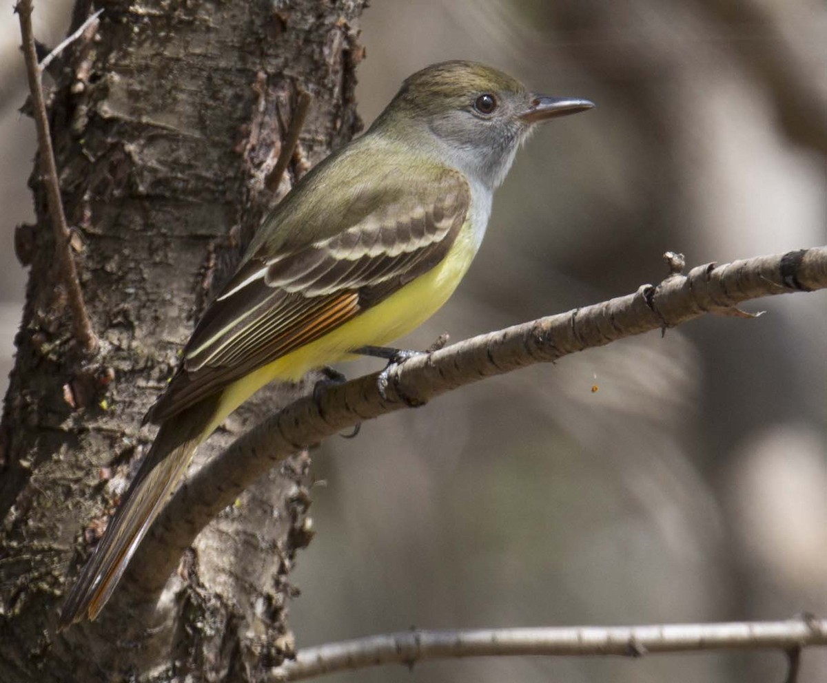 Great Crested Flycatcher - ML618473353