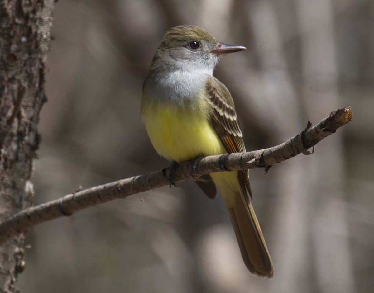 Great Crested Flycatcher - ML618473354