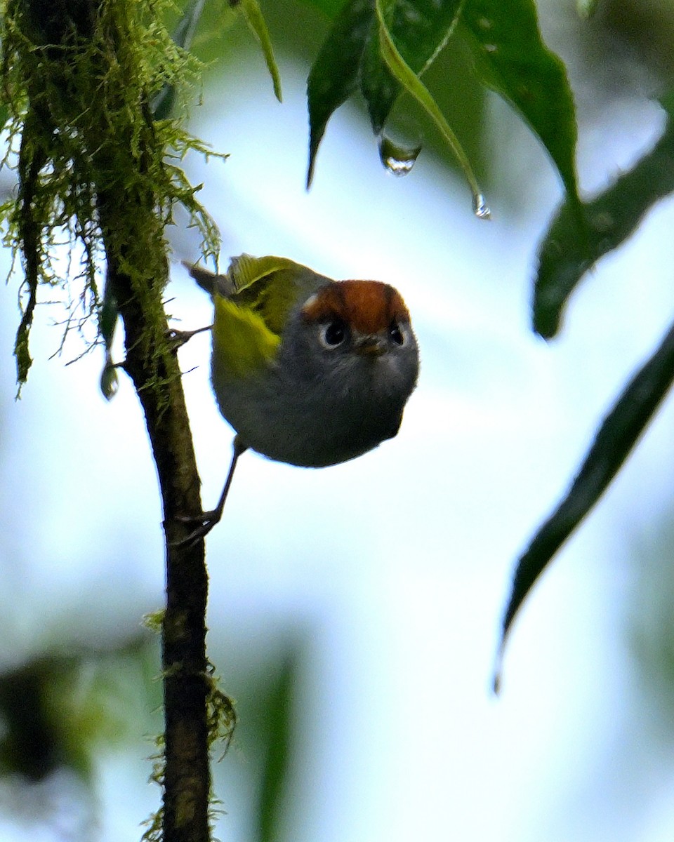 Chestnut-crowned Warbler - ML618473366