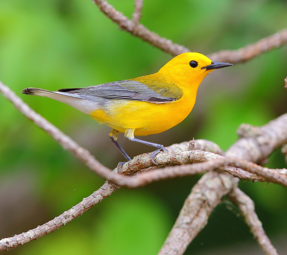 Prothonotary Warbler - ML618473393