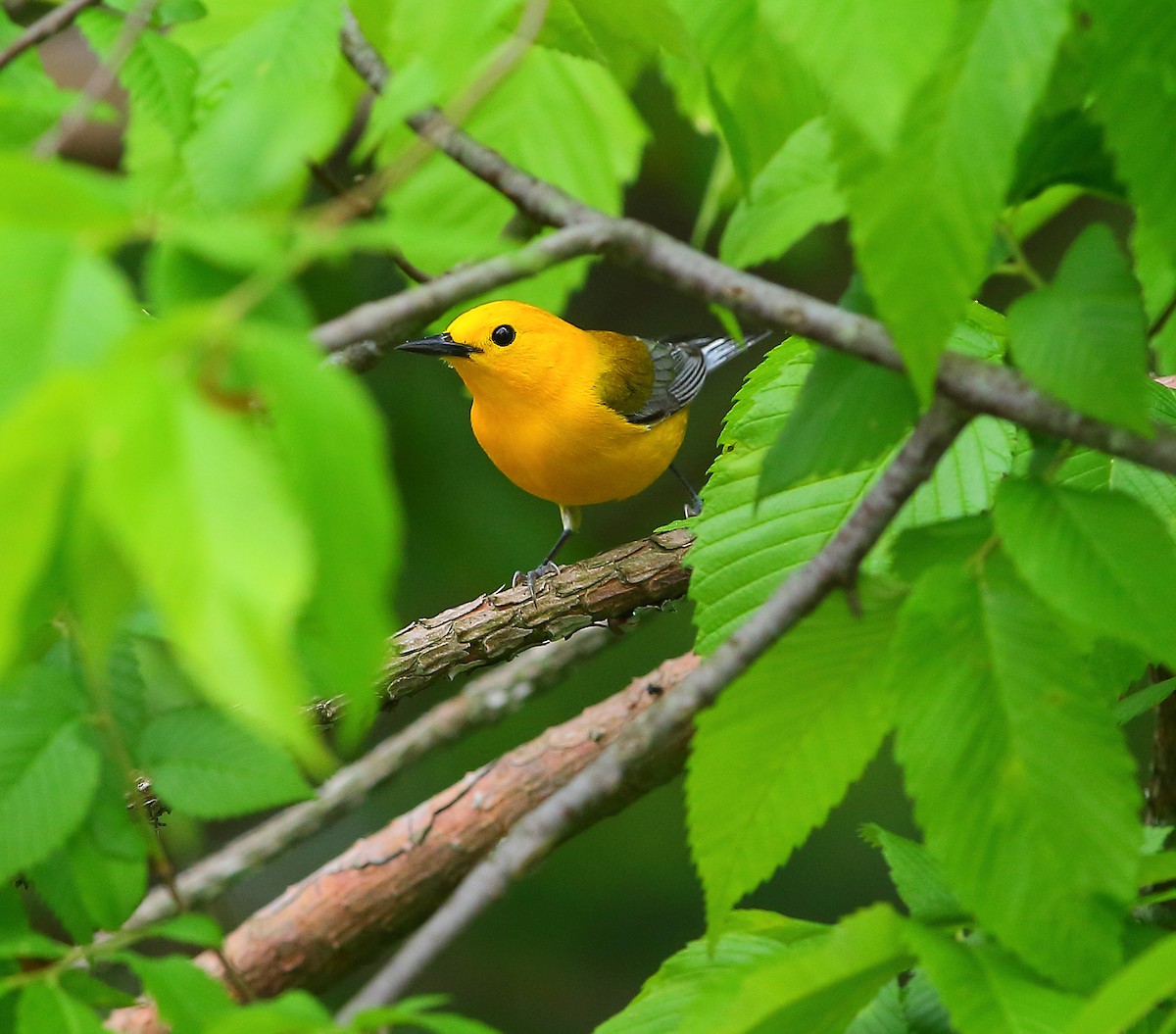 Prothonotary Warbler - ML618473395