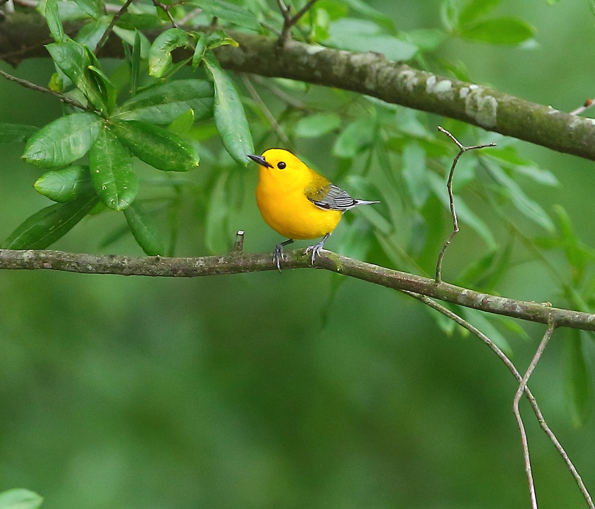 Prothonotary Warbler - ML618473400