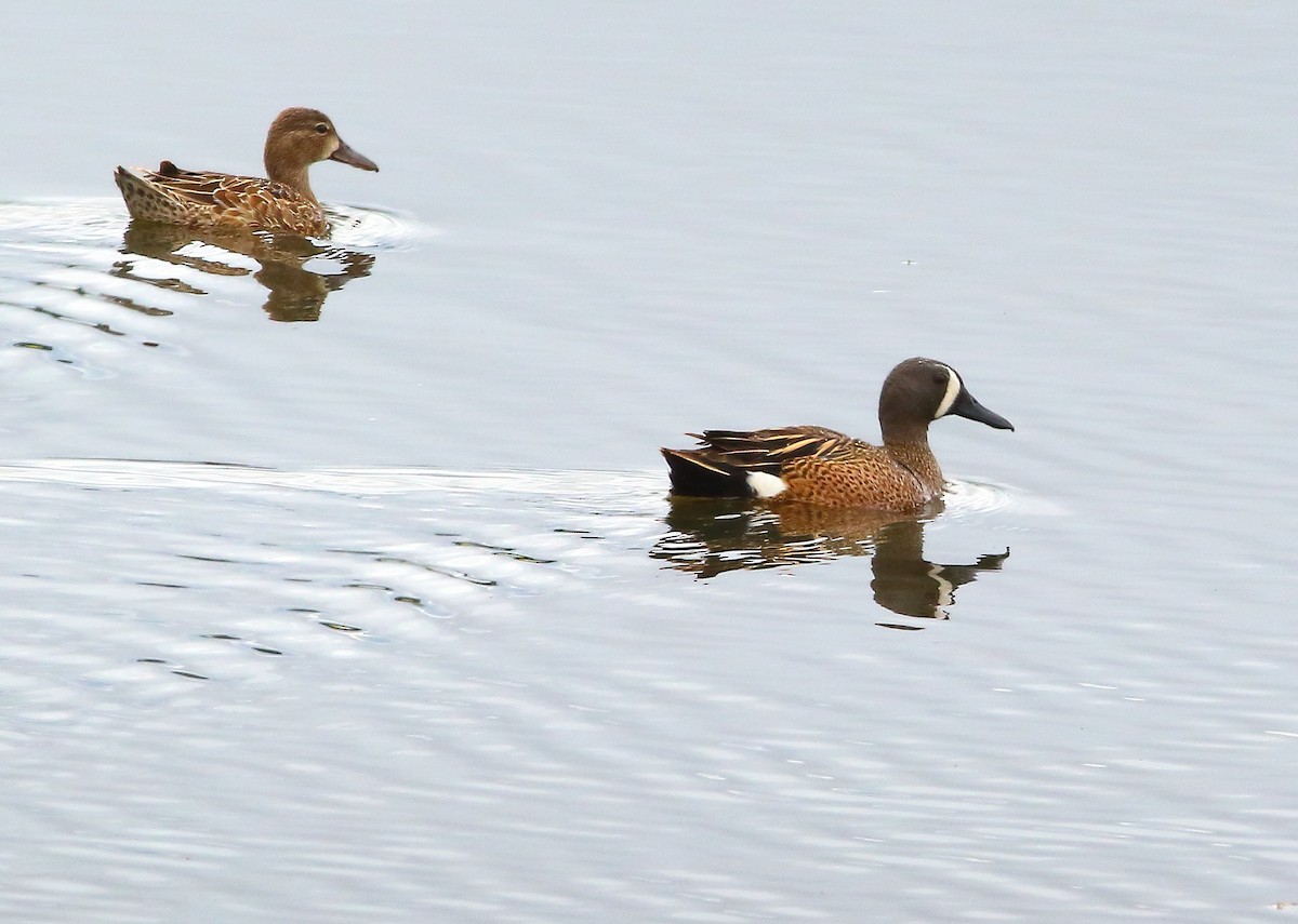 Blue-winged Teal - ML618473433