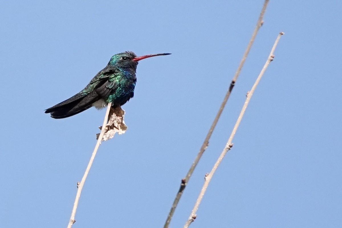 Broad-billed Hummingbird - ML618473458