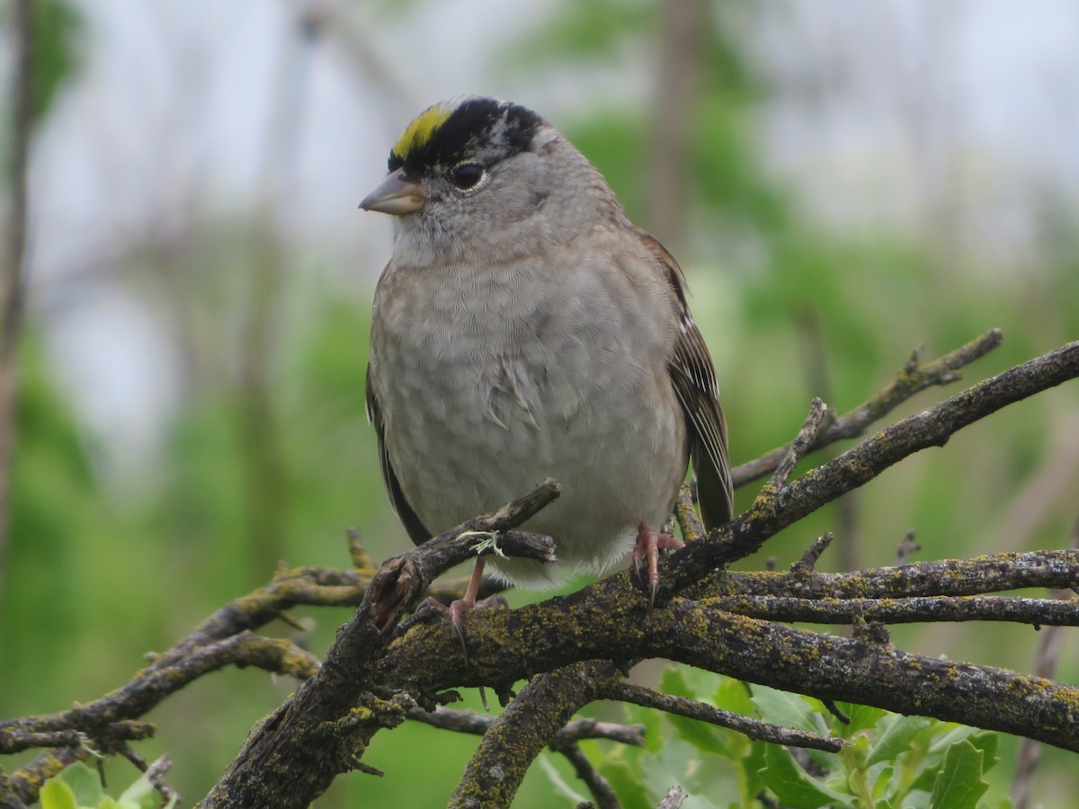 Golden-crowned Sparrow - ML618473528