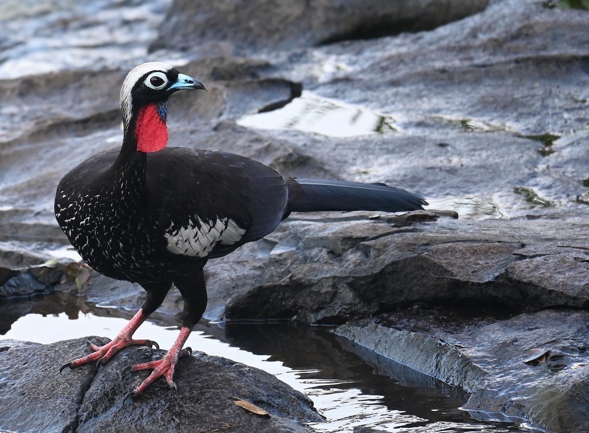 Black-fronted Piping-Guan - ML618473554