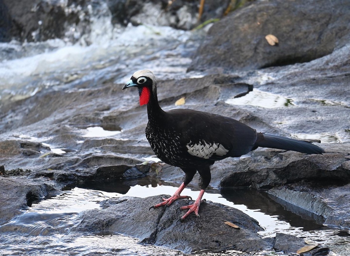 Black-fronted Piping-Guan - ML618473555