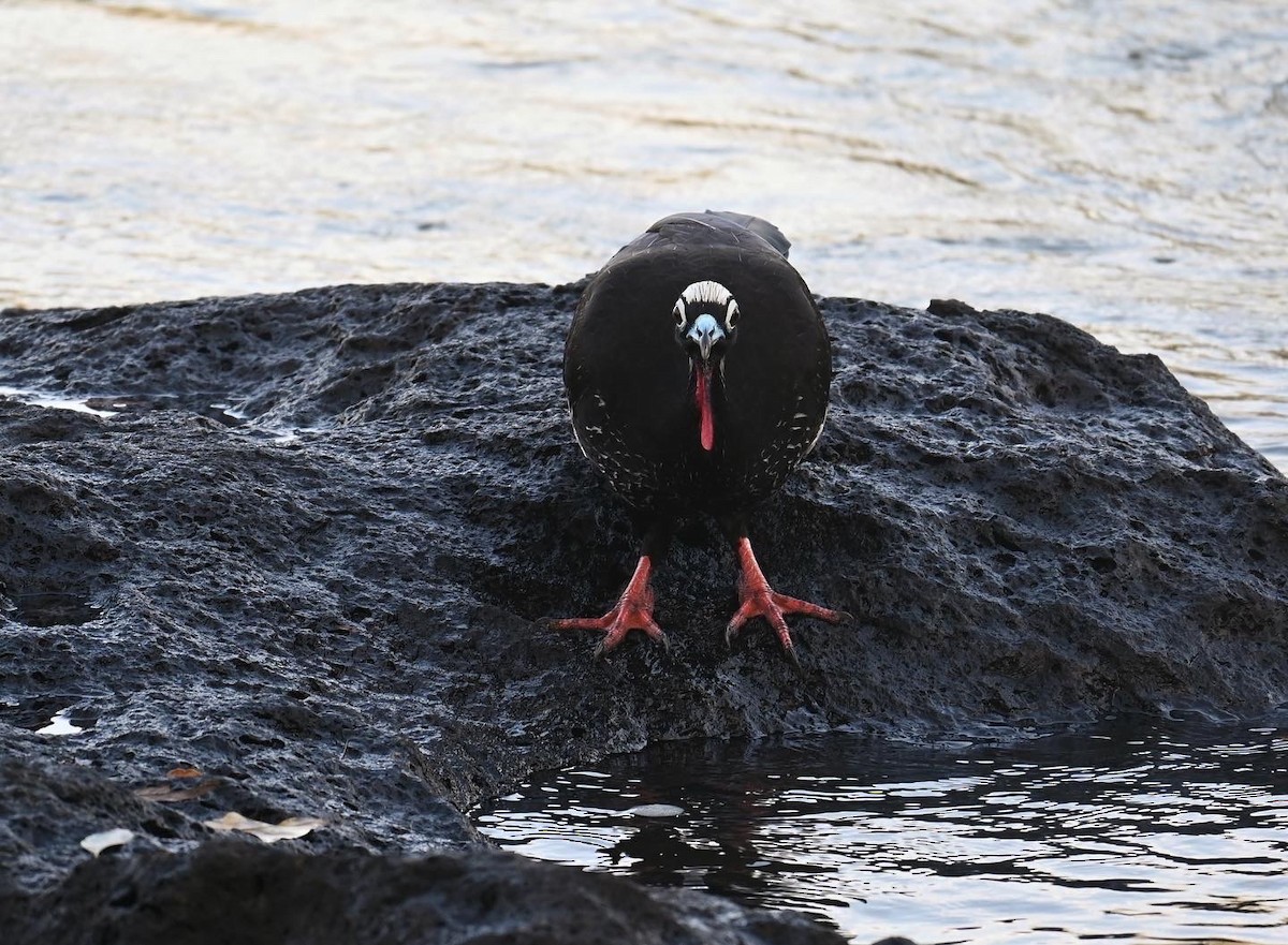 Black-fronted Piping-Guan - ML618473556