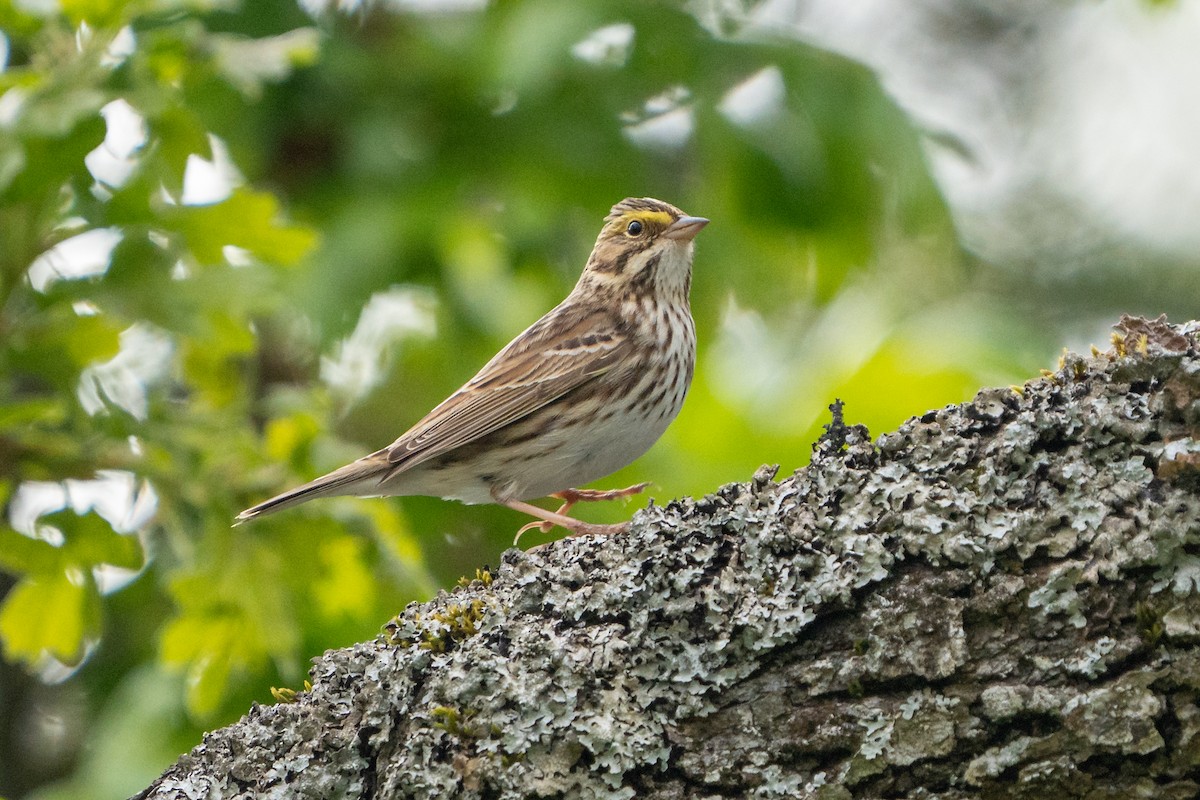 Savannah Sparrow - ML618473564