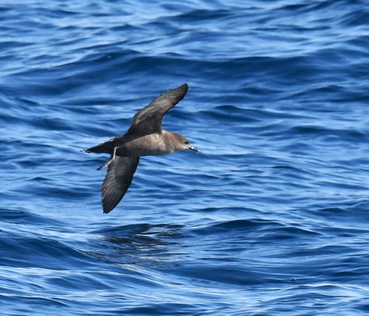 Short-tailed Shearwater - Robert Anderson