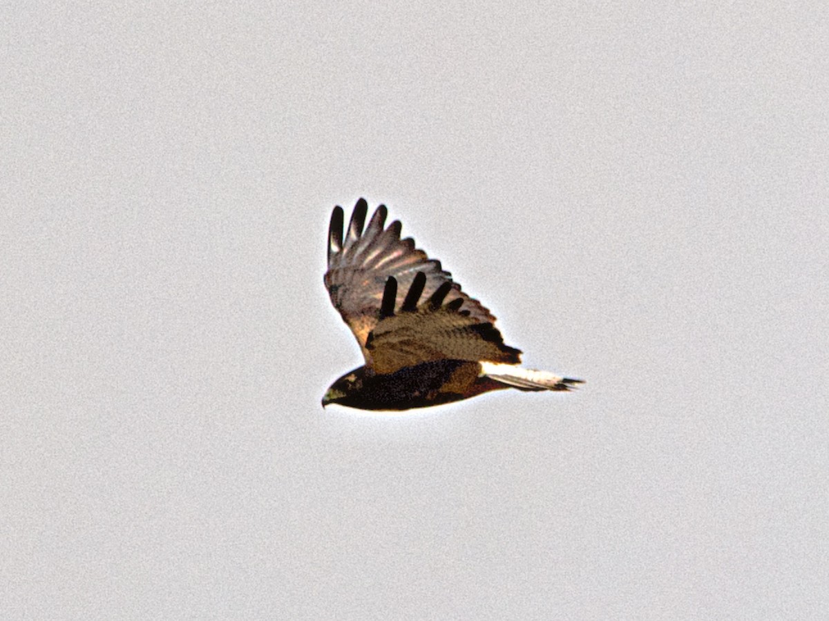 White-tailed Hawk - ML618473593