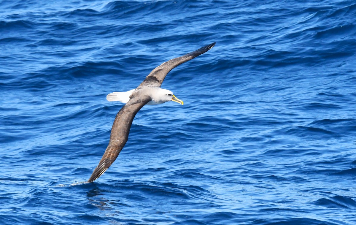 Buller's Albatross - ML618473607