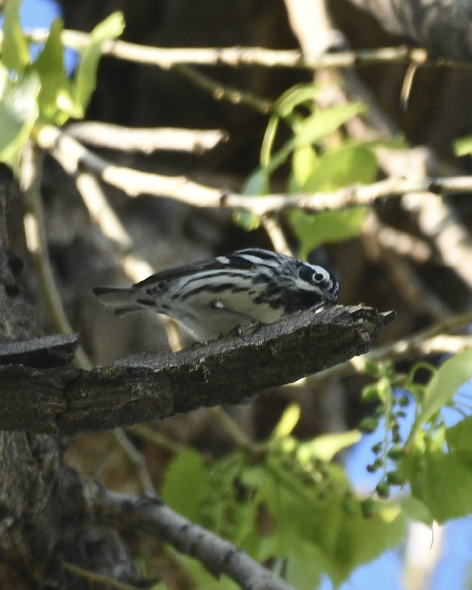 Black-and-white Warbler - ML618473619