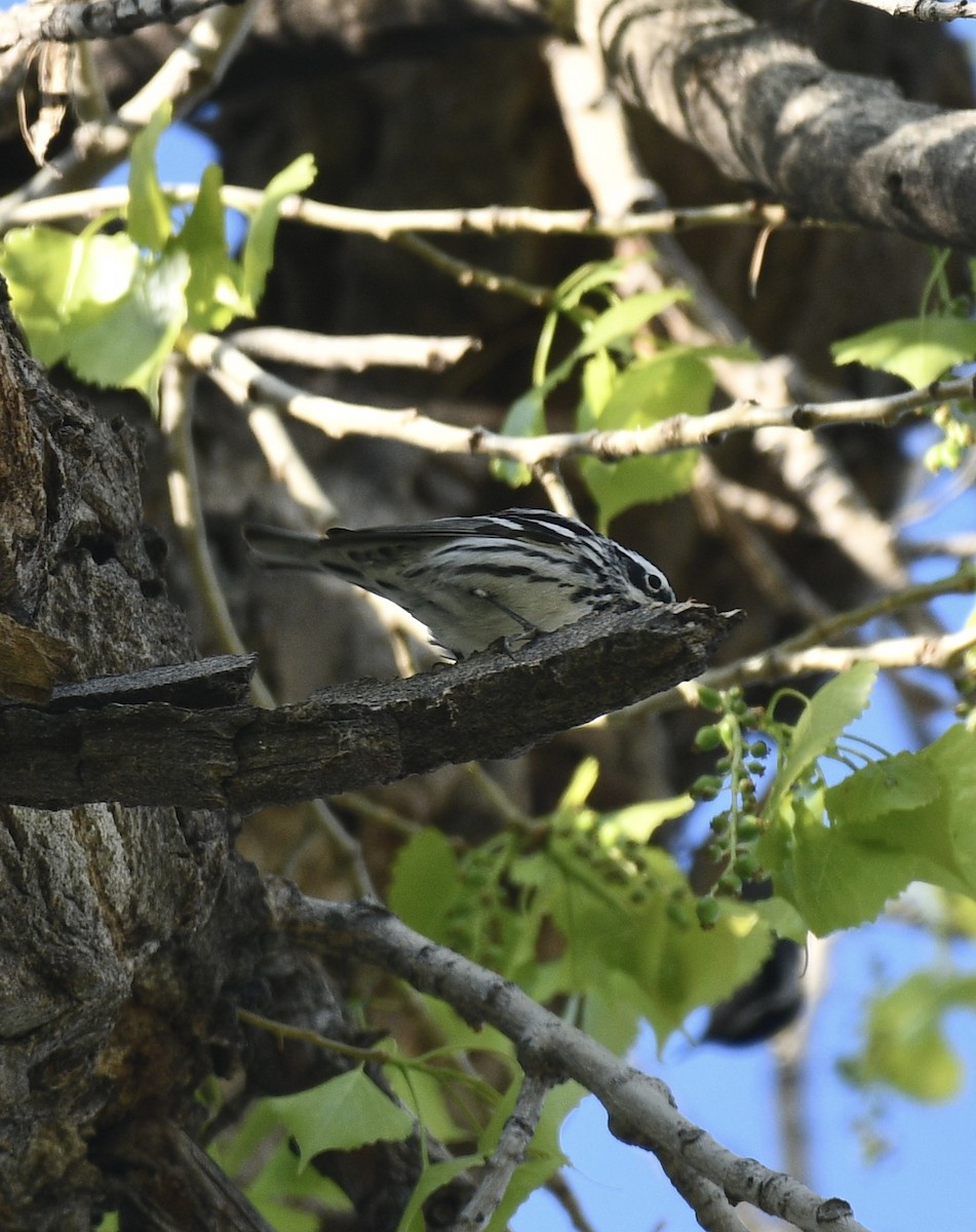 Black-and-white Warbler - ML618473620