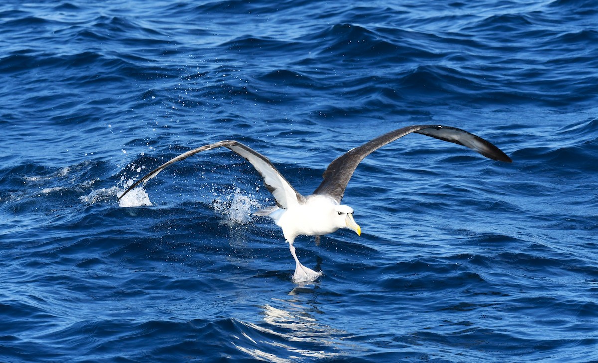 White-capped Albatross - ML618473642