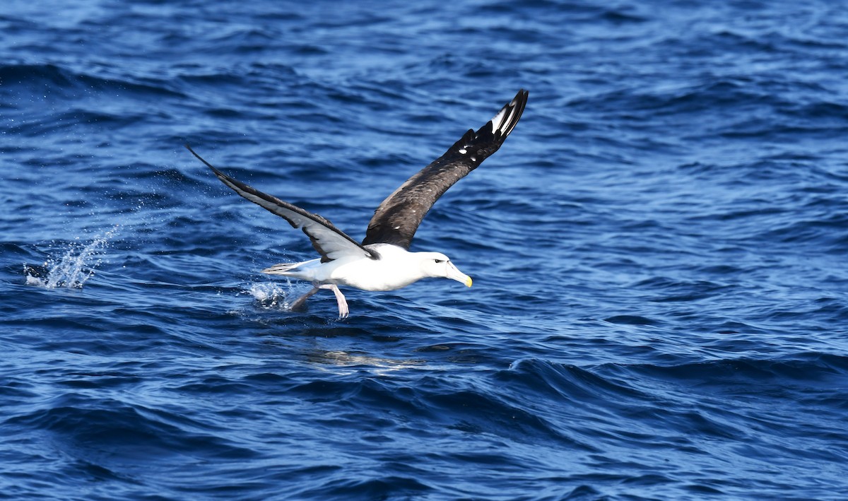 White-capped Albatross - Robert Anderson