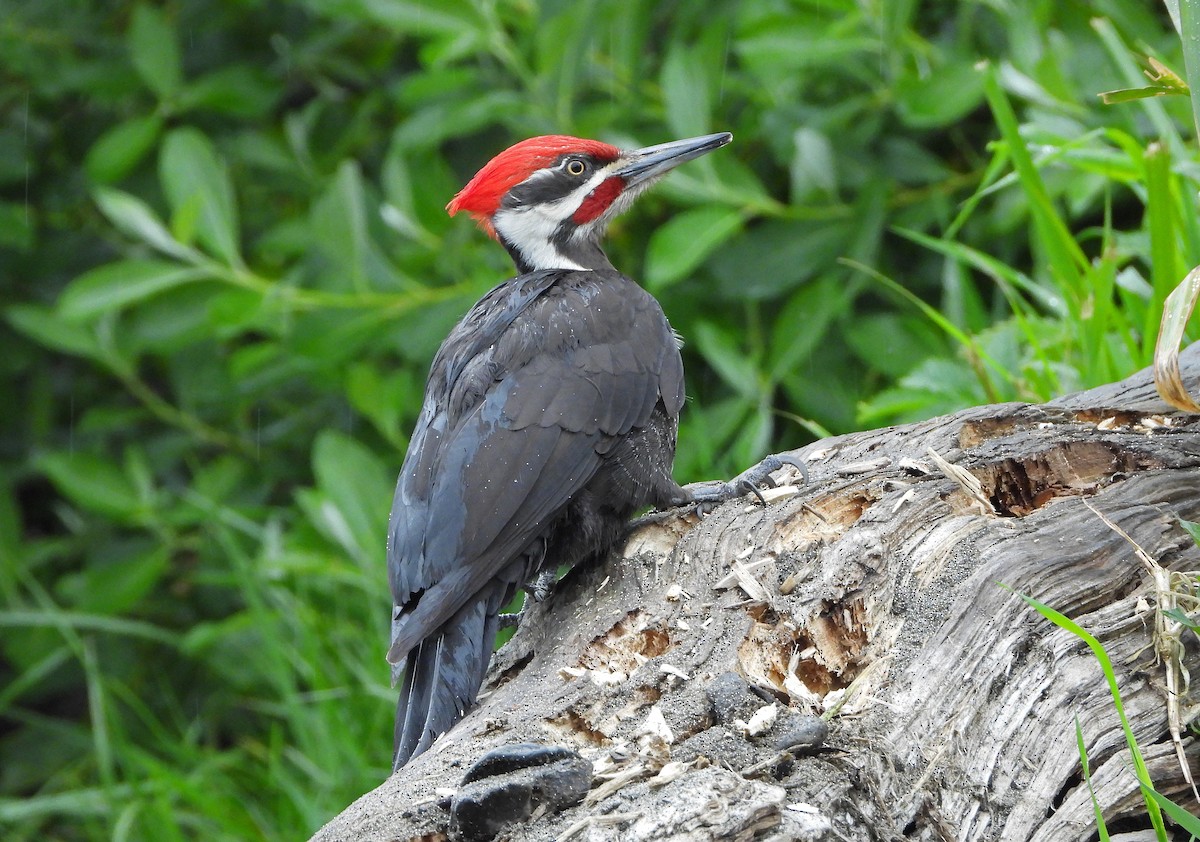 Pileated Woodpecker - ML618473648
