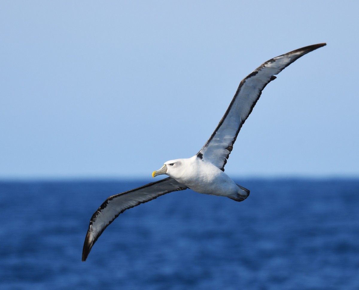 White-capped Albatross - ML618473655
