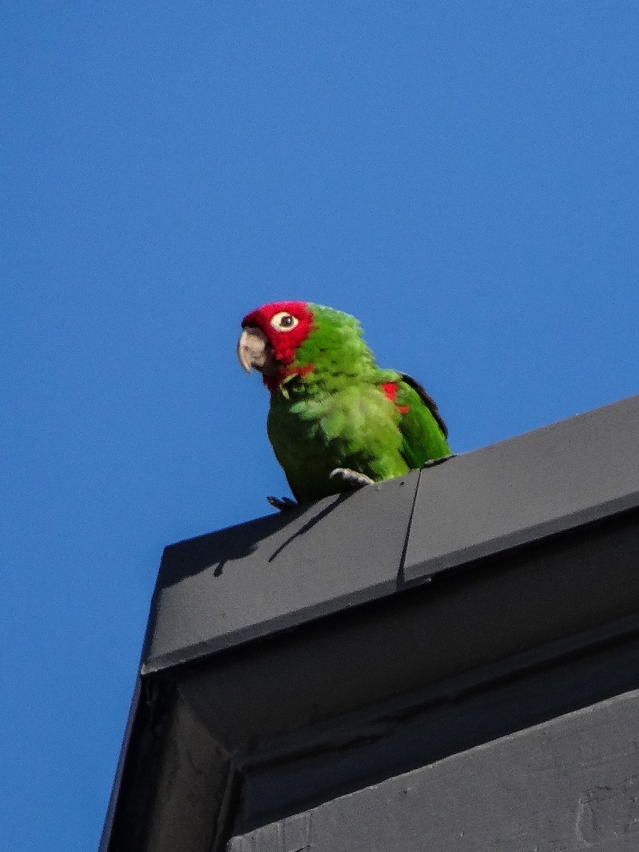 Guayaquil Papağanı - ML618473663