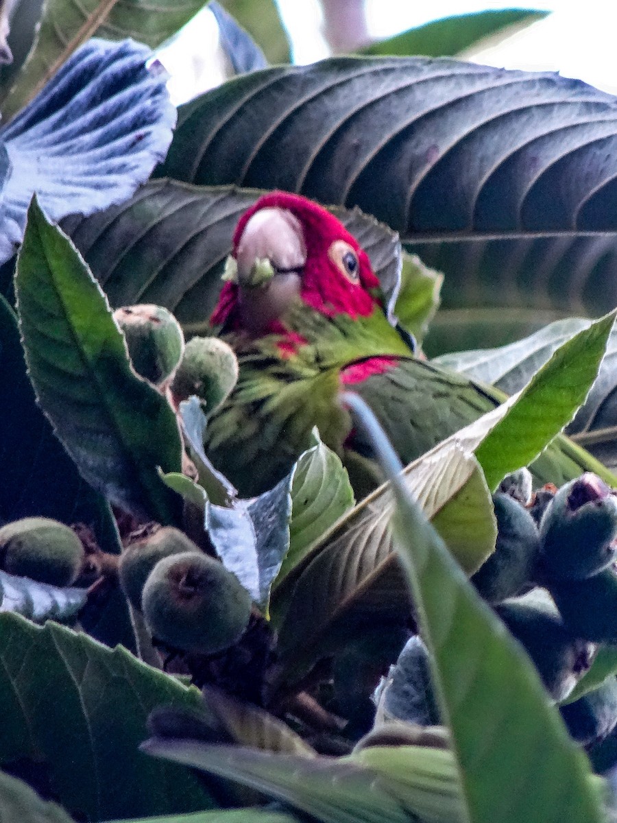 Guayaquil Papağanı - ML618473665