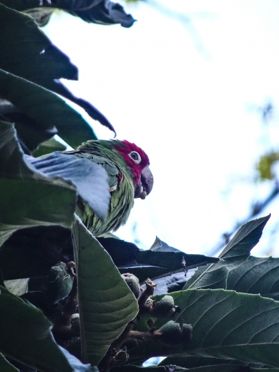 Red-masked Parakeet - ML618473666