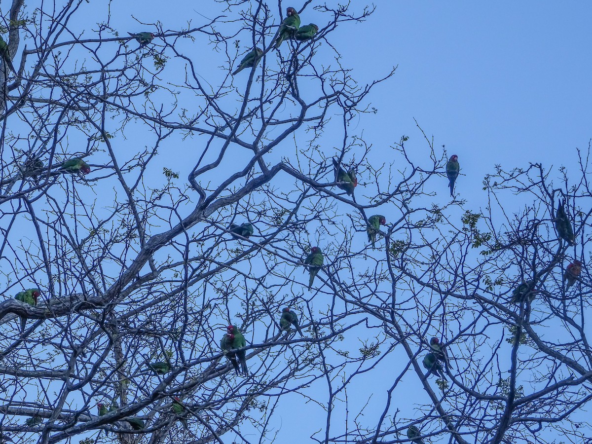 Guayaquil Papağanı - ML618473667