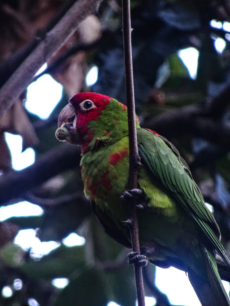 Guayaquil Papağanı - ML618473668