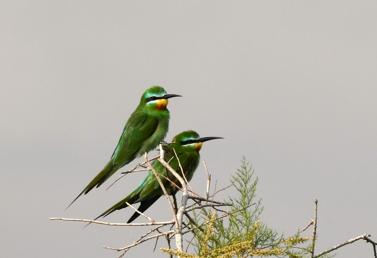 Blue-cheeked Bee-eater - ML618473699